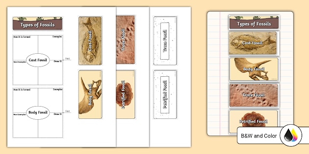 Types Of Fossils Petrification