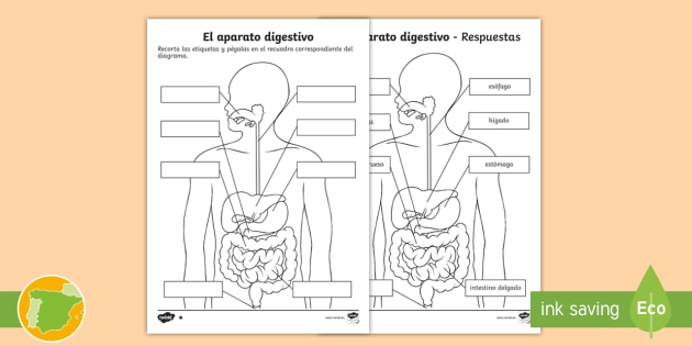 Ficha de actividad: dibujo del aparato digestivo | Twinkl