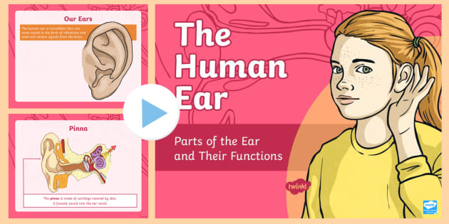 parts of the ear for kids