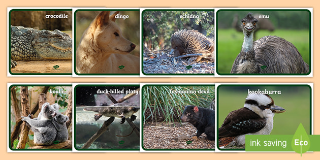 In australia animal Australian Animals