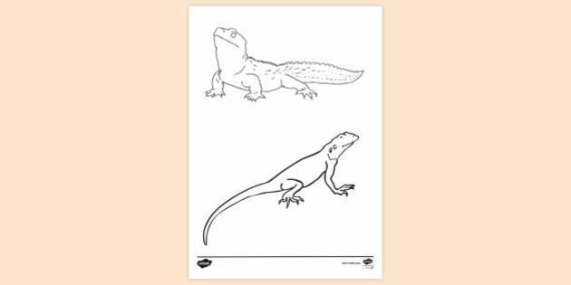 https://images.twinkl.co.uk/tw1n/image/private/t_630/image_repo/23/ce/t-tp-2661101-lizard-colouring-pages_ver_1.jpg