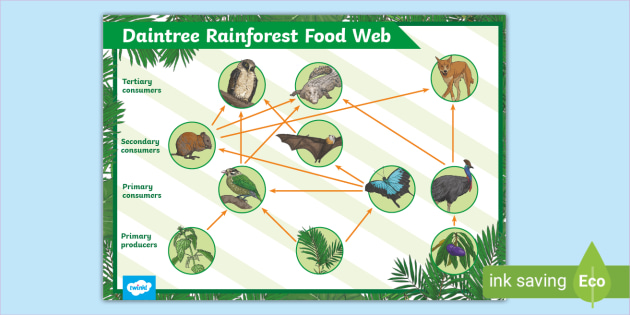Daintree Rainforest Food Web Poster (teacher made) - Twinkl