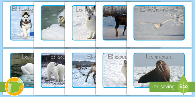 Todo sobre los animales polares en área de ciencias para Infantil y  Primaria