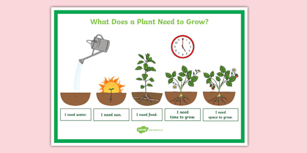 What Plants Need to Grow Poster