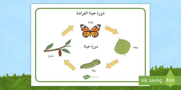 مراحل دورة حياة الفراشة