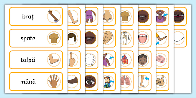 Body Parts Word Cards | twinkl.ca