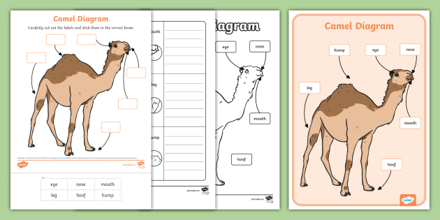 Camel Diagram Pack