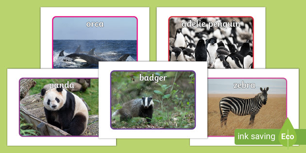 EYFS Black and White Animal Display Photos - Twinkl