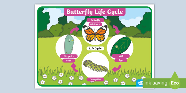 Butterfly Life Cycle Word Mat Minibeasts Teaching Resource