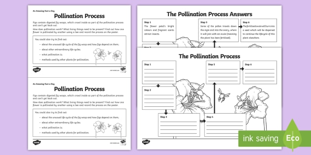 Pollination in Plants Worksheet - Primary Resouce