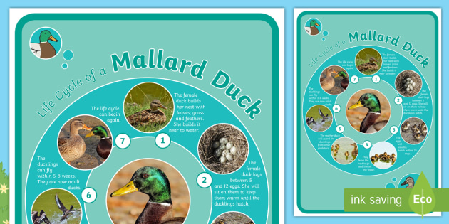 Duck Life Cycle  Life cycles, Life, Vocabulary cards