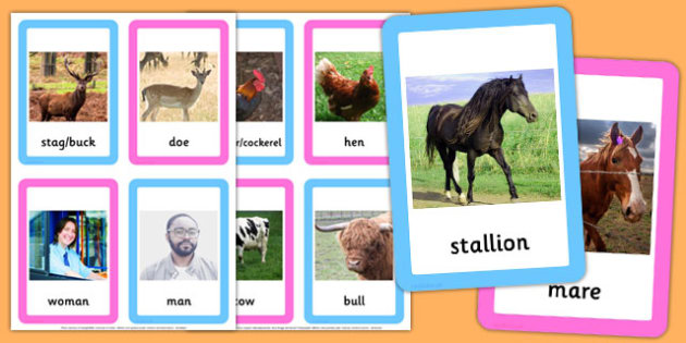 Male and Female Animal Names Matching Cards - male, female, animal, names