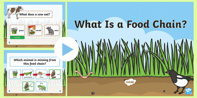 Animal Food Chain Information PowerPoint