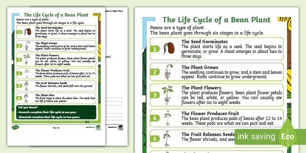 life cycle of a bean plant worksheet for kids science ela