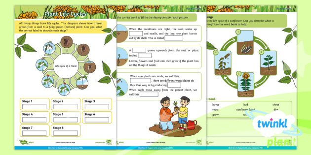 Interactive Pdf Home Learning Science Year 2 Plant Life Cycle