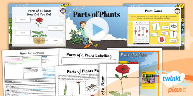 science parts of plants flowers lesson plan year 3 ks2