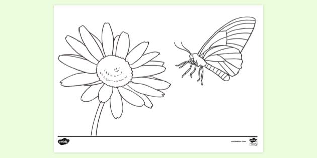 Colouring Page of Butterflies | Colouring Sheets