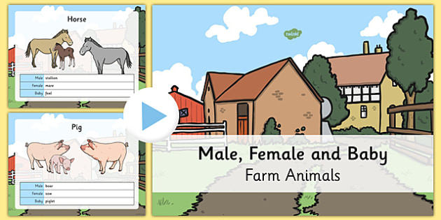 Male and Female Farm Animals and their Young PowerPoint