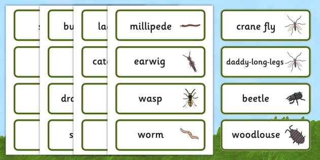 Minibeast Word Cards