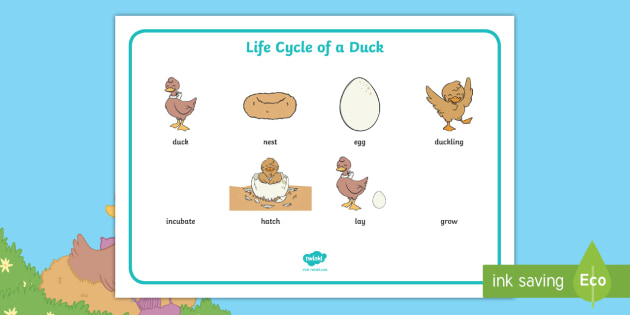 Brenda's Boring Egg Life Cycle of a Duck Word Mat