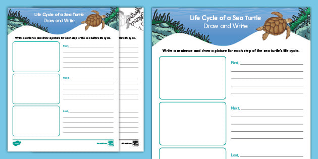 Life Cycle of a Sea Turtle Draw and Write Activity