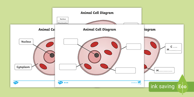 cell membrane of a cell