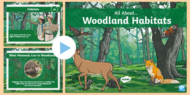 KS2 All About Woodland Habitats PowerPoint teacher Made 