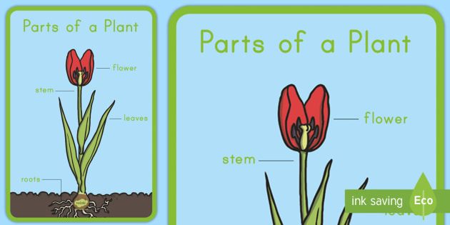 of pre flower k a parts Display Plant Early Childhood  a Poster  Parts of Plants