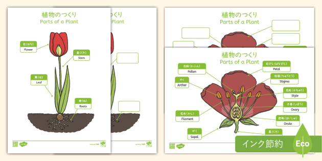 【植物の作り】 Parts of a Plant プリント 日本語と英語