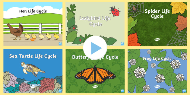 Animal Life Cycles PowerPoint Pack (teacher made) - Twinkl