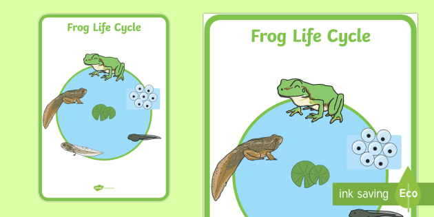 Frog Life Cycle Poster