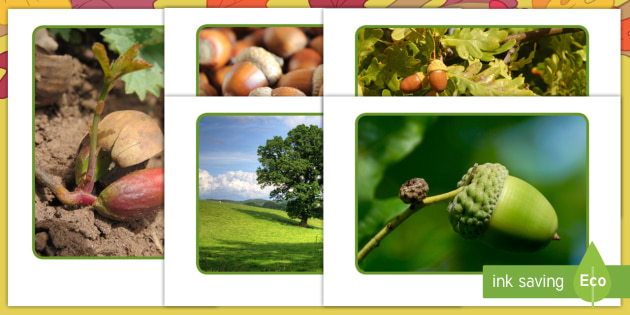 Life Cycle Of An Oak Tree Display Photos Teacher Made