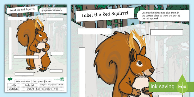 Label The Red Squirrel