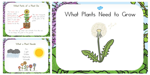 Free Plants Needs For Growth Powerpoint Teaching Resource