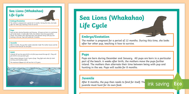 NZ Sea Lion Life Cycle Display Posters (teacher made)