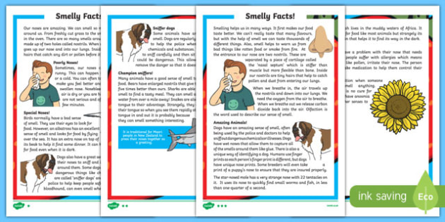 Sense of Smell Differentiated Reading Comprehension Activity