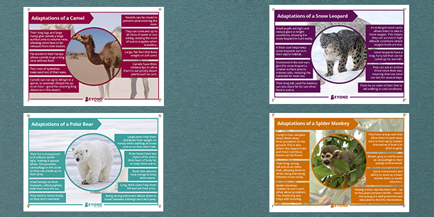 Animal Adaptations Display Posters Teacher Made Animal Adaptations Display Posters Teacher Made