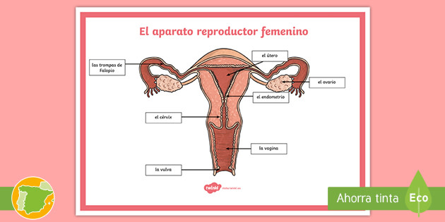 Póster El Aparato Reproductor Femenino