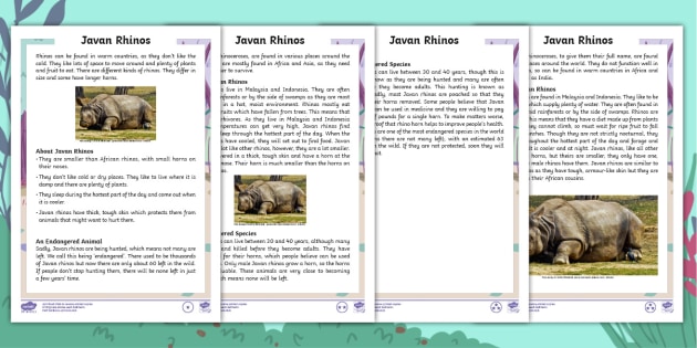 Javan Rhino Fact Sheet - Teacher-made Primary Resource