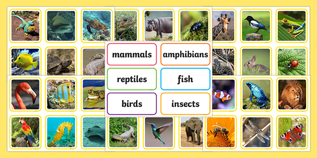 Reptile Shadow Matching Activity - Twinkl