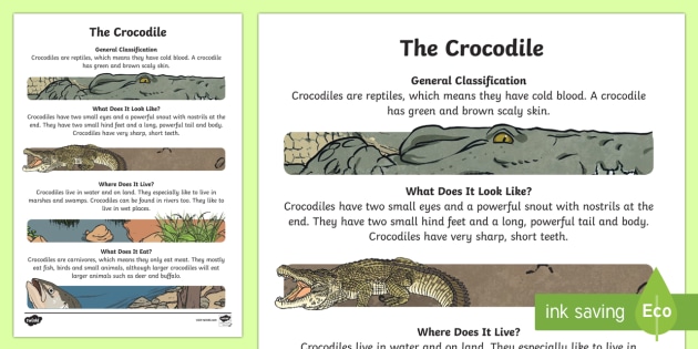 modtage detaljer Venture The Crocodile Information Report Writing Sample | Twinkl