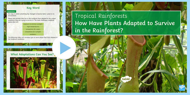 Plant Adaptations in the Rainforest | KS3 | Beyond - Twinkl