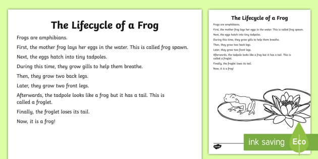 essay on life cycle of frog