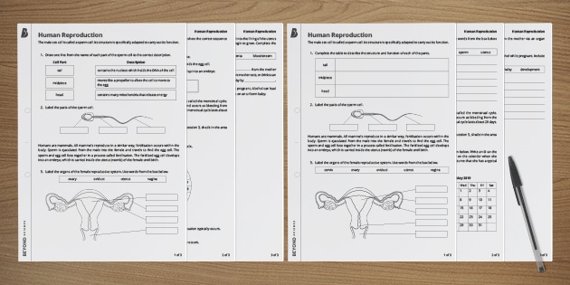 Ks3 Human Reproduction Homework Worksheets Beyond 4000