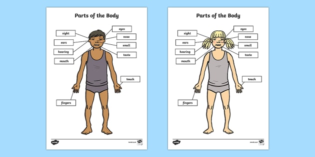 parts of the body senses labeling worksheet worksheet