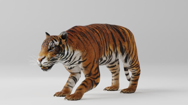 3D Model: Mammals - Tiger (Lehrer gemacht) - Twinkl