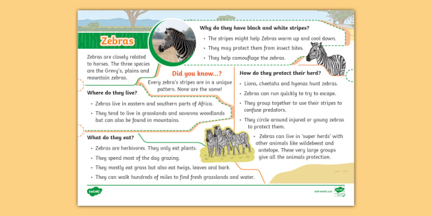 Amazing Facts about Zebras  OneKindPlanet Animal Education & Facts