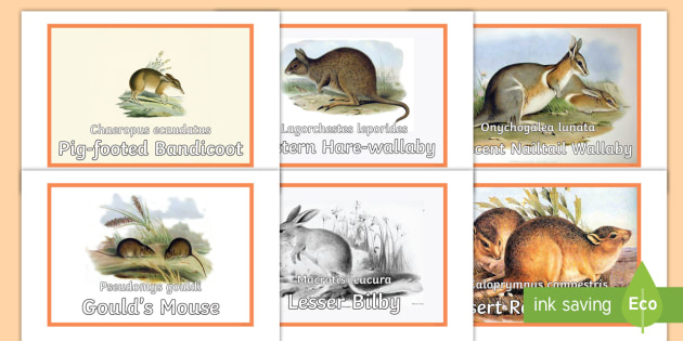 Recently Extinct Animals - Australian Mammals - Display Photos