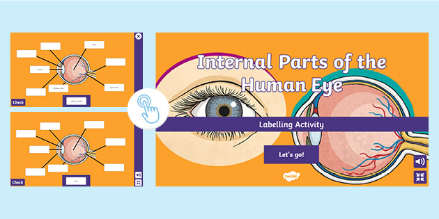 Parts of the Human Eye Interactive Labelling Activity | CfE