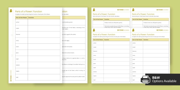 ks3 parts of a flower function worksheet teacher made